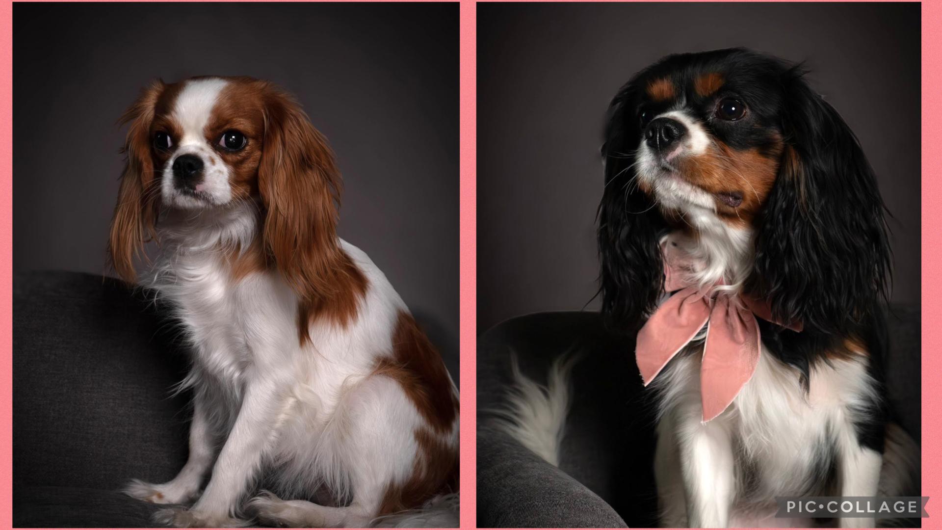 Cacti Cavaliers in Arizona | Cavalier King Charles Spaniel puppies ...
