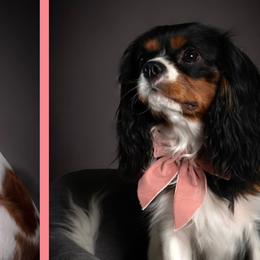 Cavalier King Charles Spaniels from Cacti Cavaliers