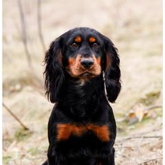 Ozzy - English Cocker Spaniel