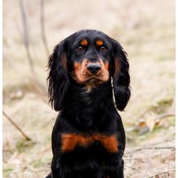 Ozzy - English Cocker Spaniel