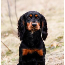Ozzy - English Cocker Spaniel