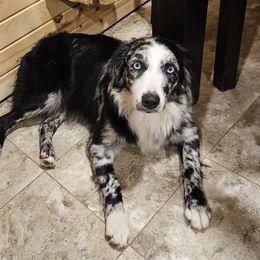 BeBe - Australian Shepherd