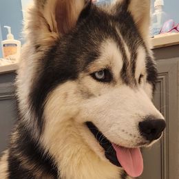 Siberian Huskies from Geeky But Cute Canines