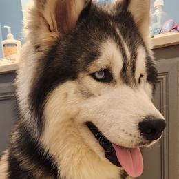 Siberian Huskies from Geeky But Cute Canines