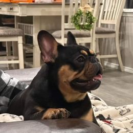 Cher - French Bulldog