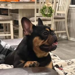 Cher - French Bulldog