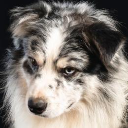 Remi - Australian Shepherd