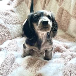 Hermione - Dapple female Dachshund puppy in Floral City, Florida from Daisy's Doxies