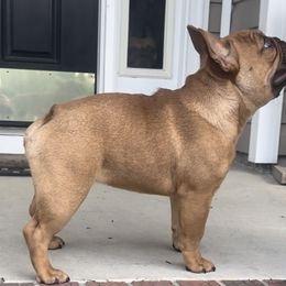 Scarlett - French Bulldog