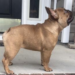 Scarlett - French Bulldog