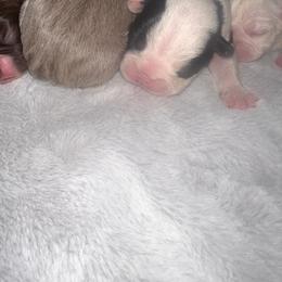 Boston Terrier Puppies from Toon’s Boston Terriers