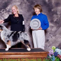 Miniature American Shepherds from Too Mini Aussies/ Miniature American Shepherds
