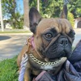 French Bulldogs from Rendon Bulldogs