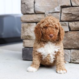 Blue - Caramel red male Australian Labradoodle puppy in Williamstown, New York from Lewis Manor Labradoodles