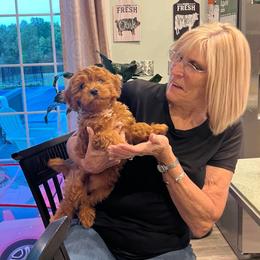 Cavapoo, Cockapoo, Cocker Spaniel, Goldendoodle, and Golden Retriever Puppies from Hunting Creek Farm & Kennel