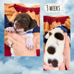 Boy-dark blue - White and liver male German Shorthaired Pointer puppy in Macclenny, Florida from Dillon's GSPs