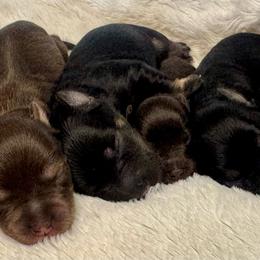 Boy 2 - Black and silver male Miniature Schnauzer puppy in Independence, Missouri from Crown Schnauzers KC
