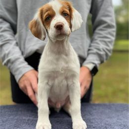 Red Boy - Orange and white male Brittany puppy in Milner, Georgia from Hi-Hope Kennel