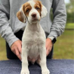 Red Boy - Orange and white male Brittany puppy in Milner, Georgia from Hi-Hope Kennel