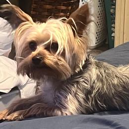Milo - Yorkshire Terrier