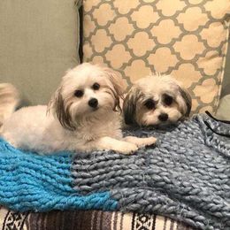Cotons de Tulear from Joyce's Coton de Tulear