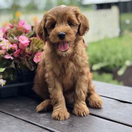 Prince - Red  male Goldendoodle puppy in Wharton, Texas from Little Fur Friends