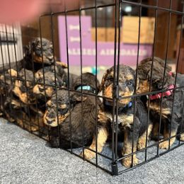 Girl 2 - female Airedale Terrier puppy in Hackettstown, New Jersey from Allie’s Airedales