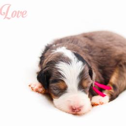 Love - Blue merle female Aussiedoodle puppy in Diamond Bar, California from Furrytaildoodles