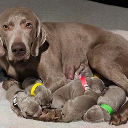 Boy 1 - Gray male Weimaraner puppy in Glendive, Montana from Lazy Hearts Kennel