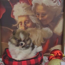 Ember - Tri-colored female Pomeranian puppy in Ontario, Oregon from S'more Pomeranians
