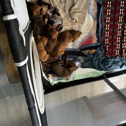 Dachshund Puppies from San’s Dachshunds