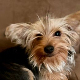 Bella - Yorkshire Terrier