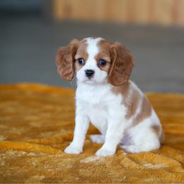 Amber - Blenheim female Cavalier King Charles Spaniel puppy in Sugarcreek, Ohio from Chocolate Cavalier