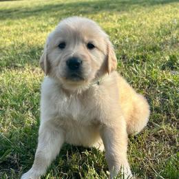 Puddles - Light golden male Golden Retriever puppy in Doniphan, Missouri from Stockford’s Golden Retrievers