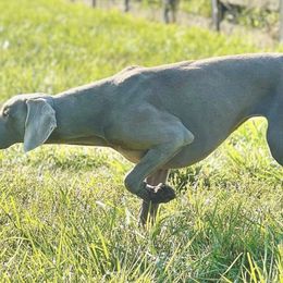 French Bulldogs and Weimaraners from Lake View Kennels