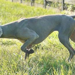 French Bulldogs and Weimaraners from Lake View Kennels