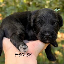 Fester - Black and white male Aussiedoodle puppy in Mulino, Oregon from Korbella Farm