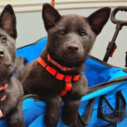 Blaze - Black brindle male Kai Ken puppy in Norfolk, Virginia from Hoshi No Ko Sou