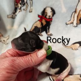 Rocky - Parti male Miniature Schnauzer puppy in Midland, Texas from Shebbies Puppy Palace