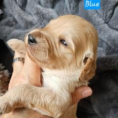 Boy 3 - Black male Goldendoodle puppy in Stevens Point, Wisconsin from Dogs of Dewey Acres