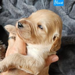 Boy 3 - Black male Goldendoodle puppy in Stevens Point, Wisconsin from Dogs of Dewey Acres