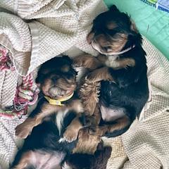 English Toy Spaniel Puppies from Enchanting Merits