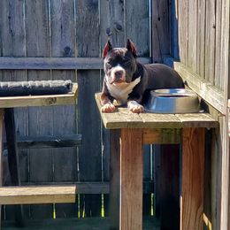American Bully Puppies from Blue Fury