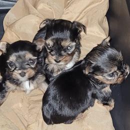 Yorkshire Terriers from K&K's Yorkie pups