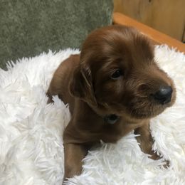 GrayBoy - Mahogany male Irish Setter puppy in Longview, Washington from Royal Redheads Irish Setters