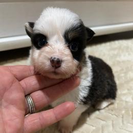 Rose - Black and tan female Pembroke Welsh Corgi puppy in Decatur, Texas from Bar S Corgis