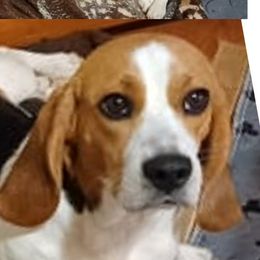 Alli - Beagle