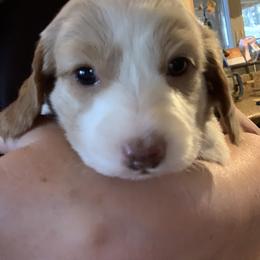 Dachshund Puppies from Sassafras Dachshunds