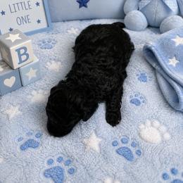 MP Toy Orange - Sable male Poodle puppy in Benson, North Carolina from A Bundle of Love