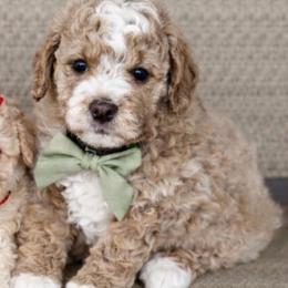 Club - Apricot male Goldendoodle puppy in Richmond, Texas from Harper’s Heartbeats